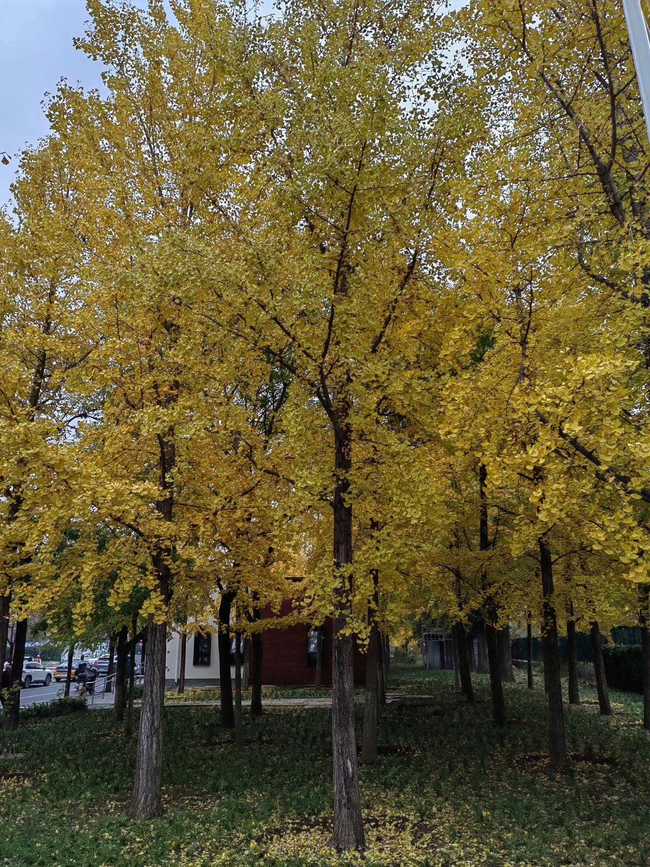 金灿灿的，富贵华丽！