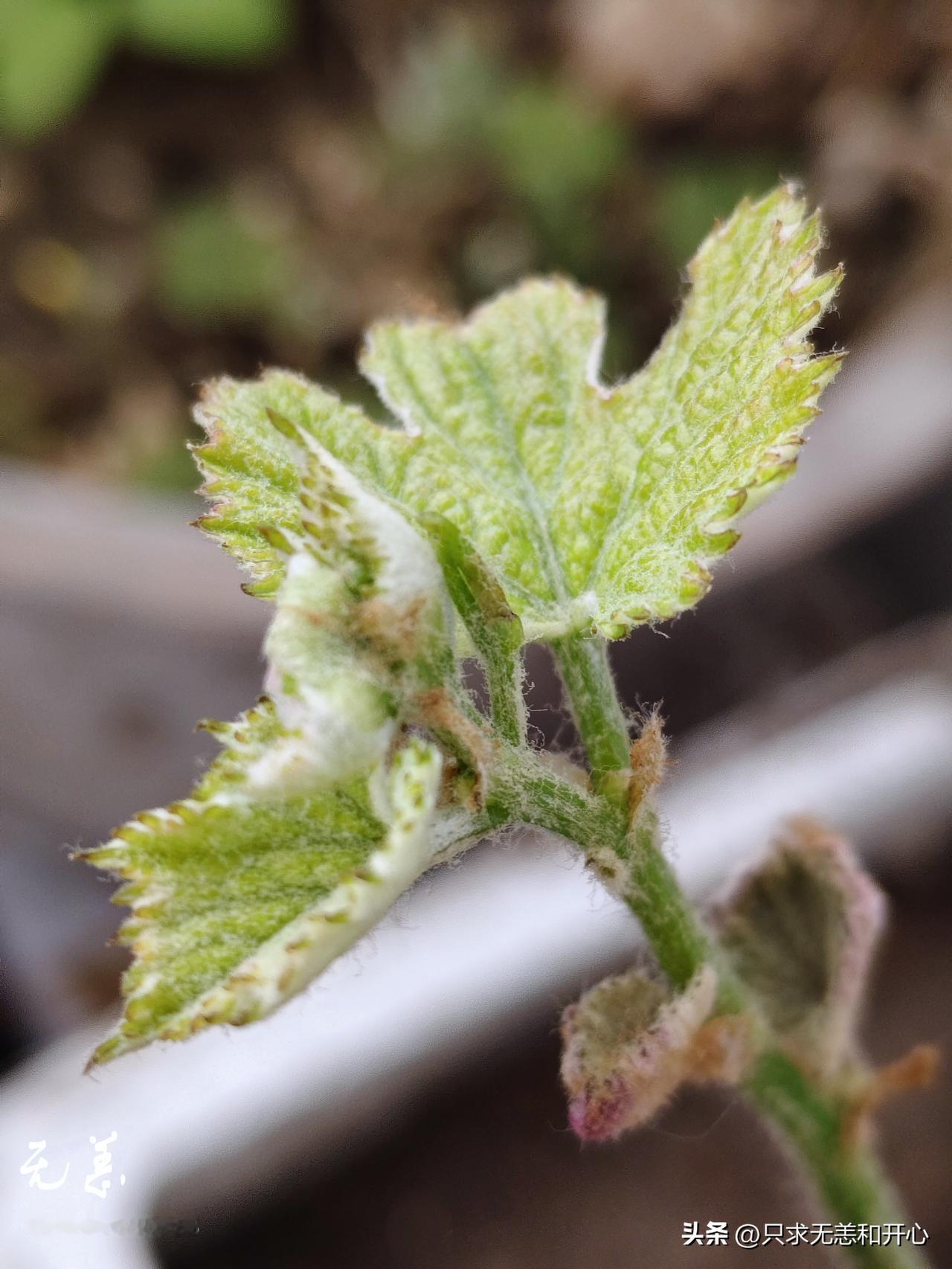 葡萄续集
前几天种在阳台泡沫箱子里的葡萄看来是适应了新的环境。原来有两个嫩芽，其