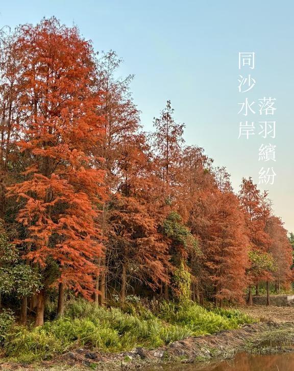 同沙水岸 落羽缤纷
从旧年年尾通车的东莞轨道1号线同沙公园站H出口出发，经西门进