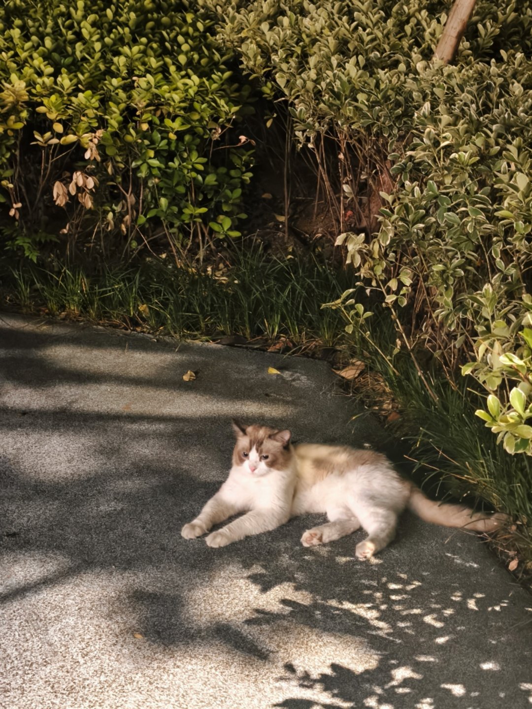 怎么我们小区的流浪猫都这么漂亮！ ​​​