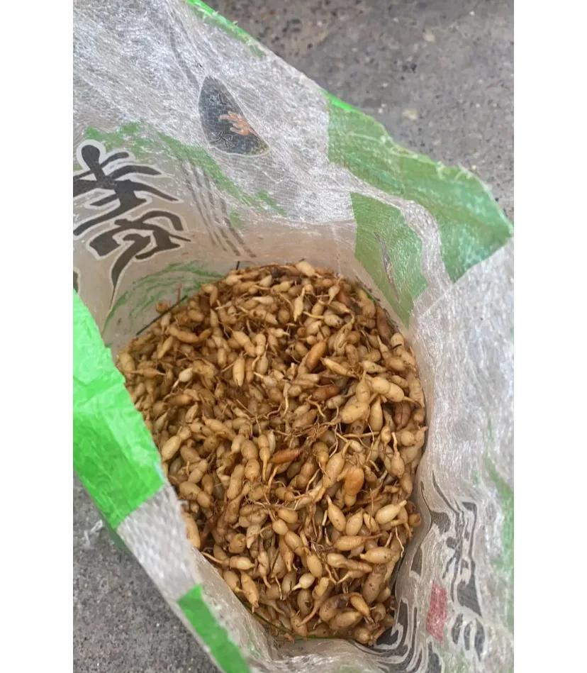 资本的手伸进我们这个小山村了
资本进村疯狂收购野生麦冬了，伤不起，逼得我们下乡去