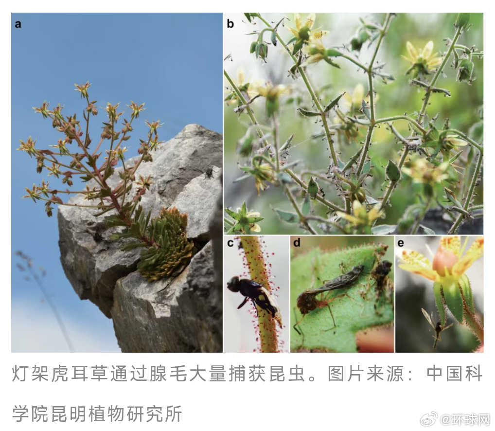 #达尔文150年前科学猜想被验证#【验证达尔文150年前科学猜想！#食虫植物有了