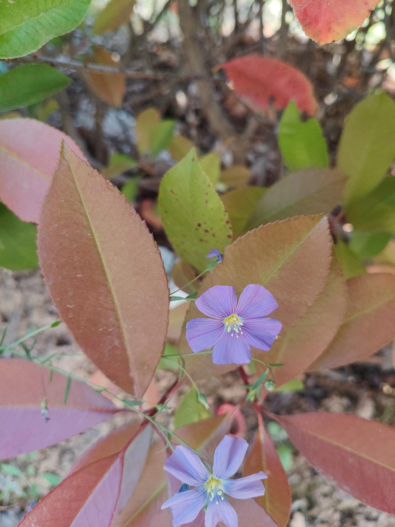 谁能想到啊，路边不起眼的小蓝花，居然能美得这么戳人！大片的红叶衬着细碎淡紫，明明