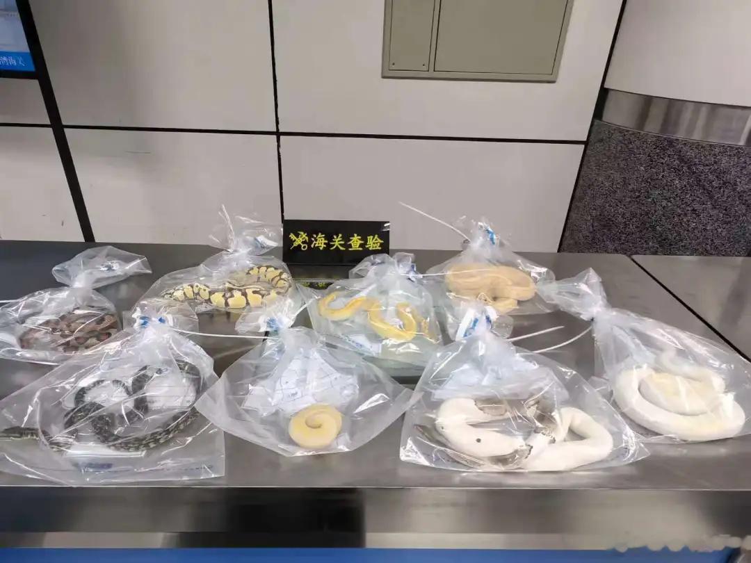 【男子黑丝藏8条活蛇入境被查】男子黑丝藏蛇绑腰被深圳海关查获 深圳湾海关查获一起