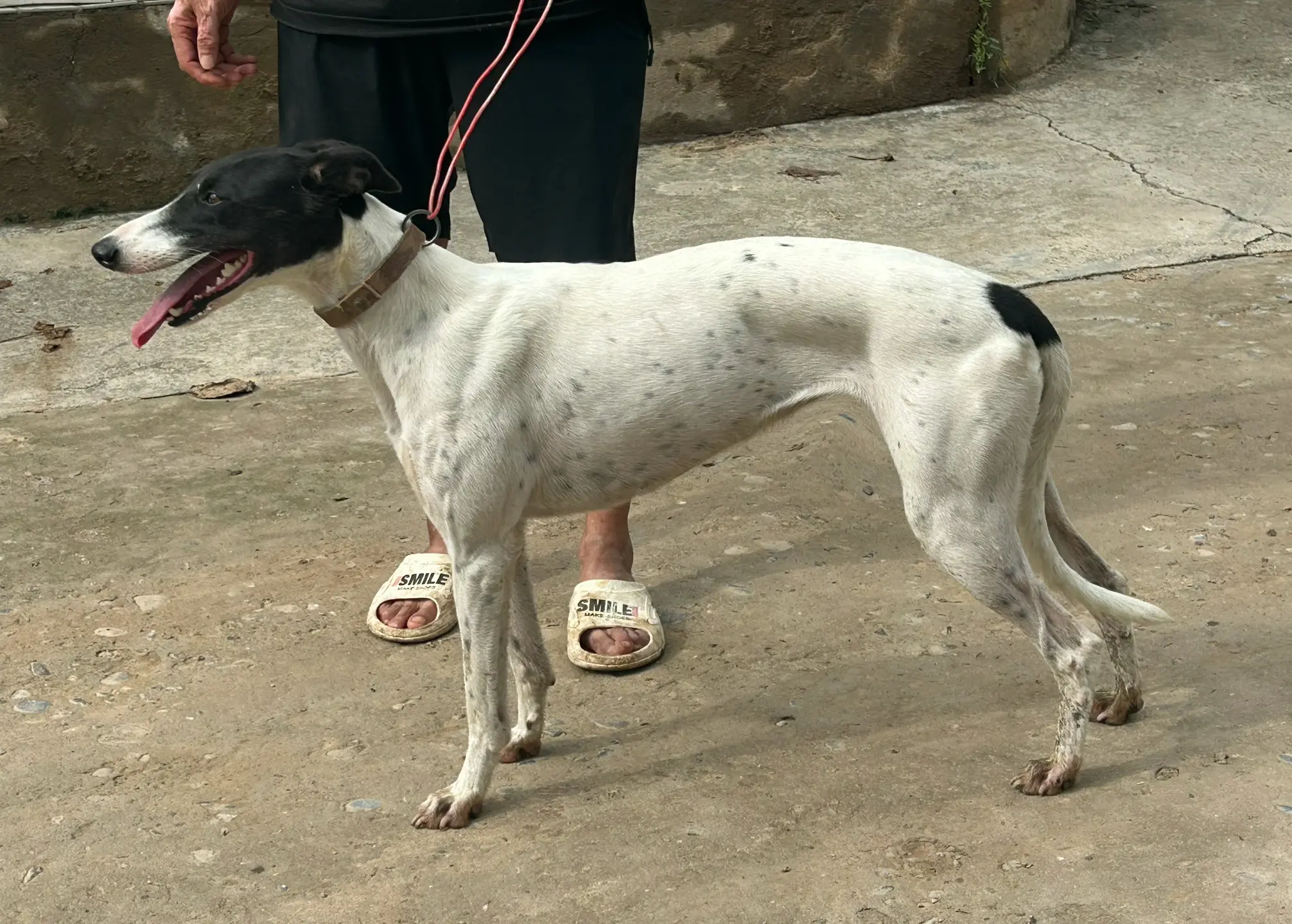 格力灵缇格惠猎犬 灵缇犬格力犬惠比特 猎兔犬细狗 格惠犬 好狗都是不断训练出来的
