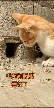 千万别眨眼
猫咪的出击速度比你眨眼还快！[赞]