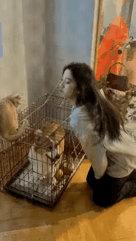 积极主动才能赢得爱，等待彷徨只能错失良机，小柯基太可爱了。