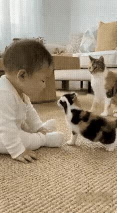 小猫咪欺负小主人，被大猫教训。回头大猫又来安抚小主人！真是既懂事又可爱的猫咪！就