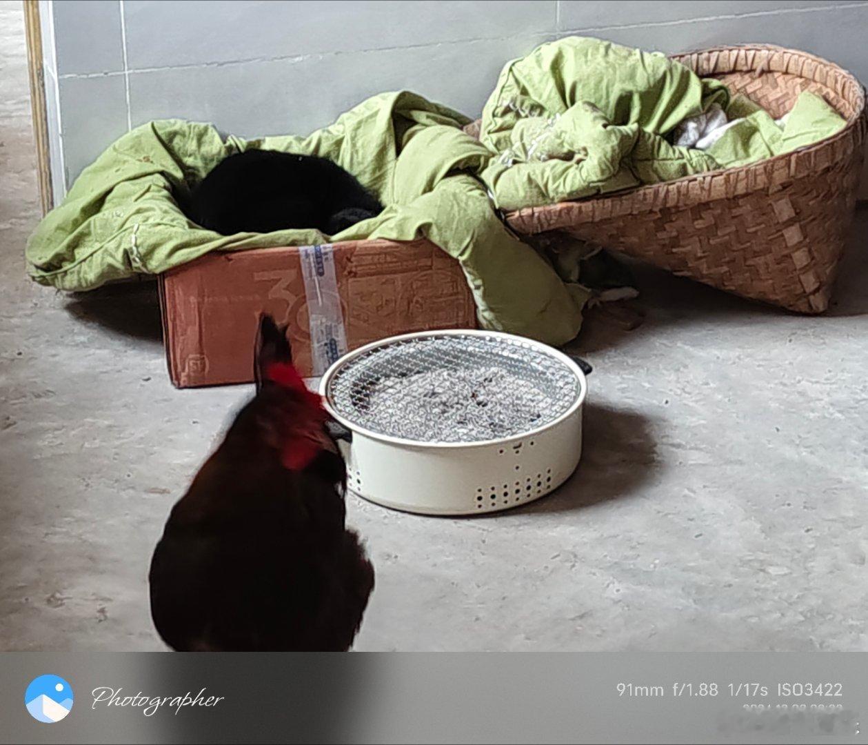 上夜班补瞌睡的猫🐈，早起上岗坐班的鸡🐔，谁更重要？为什么鸡非要去猫窝下蛋，这