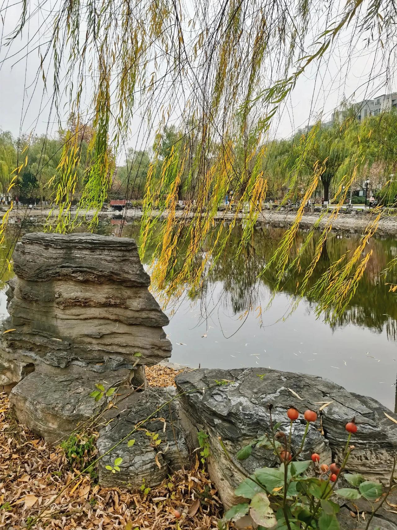 静谧湖畔，秋意盎然，垂柳拂水，悠然自得。🍂🍁🍂秋日湖畔美景！ 今年的垂柳 