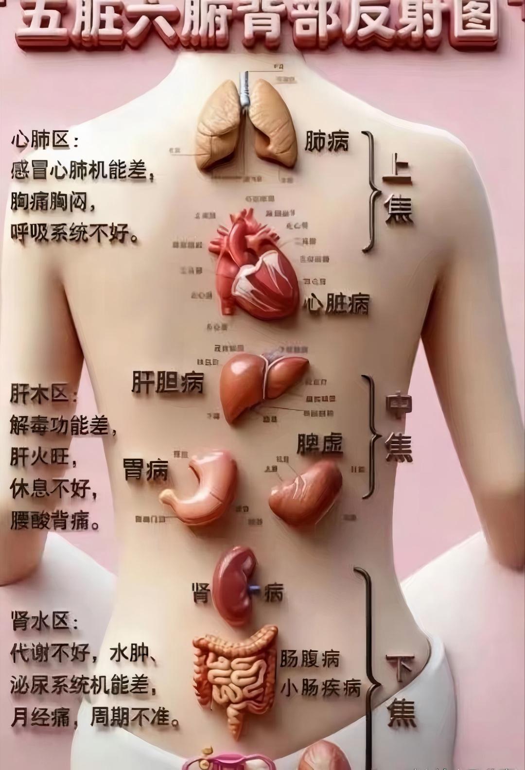 看懂背部反射区，轻松读懂自己的身体信号💡
老话说：背为五脏之镜，健康全写在背上