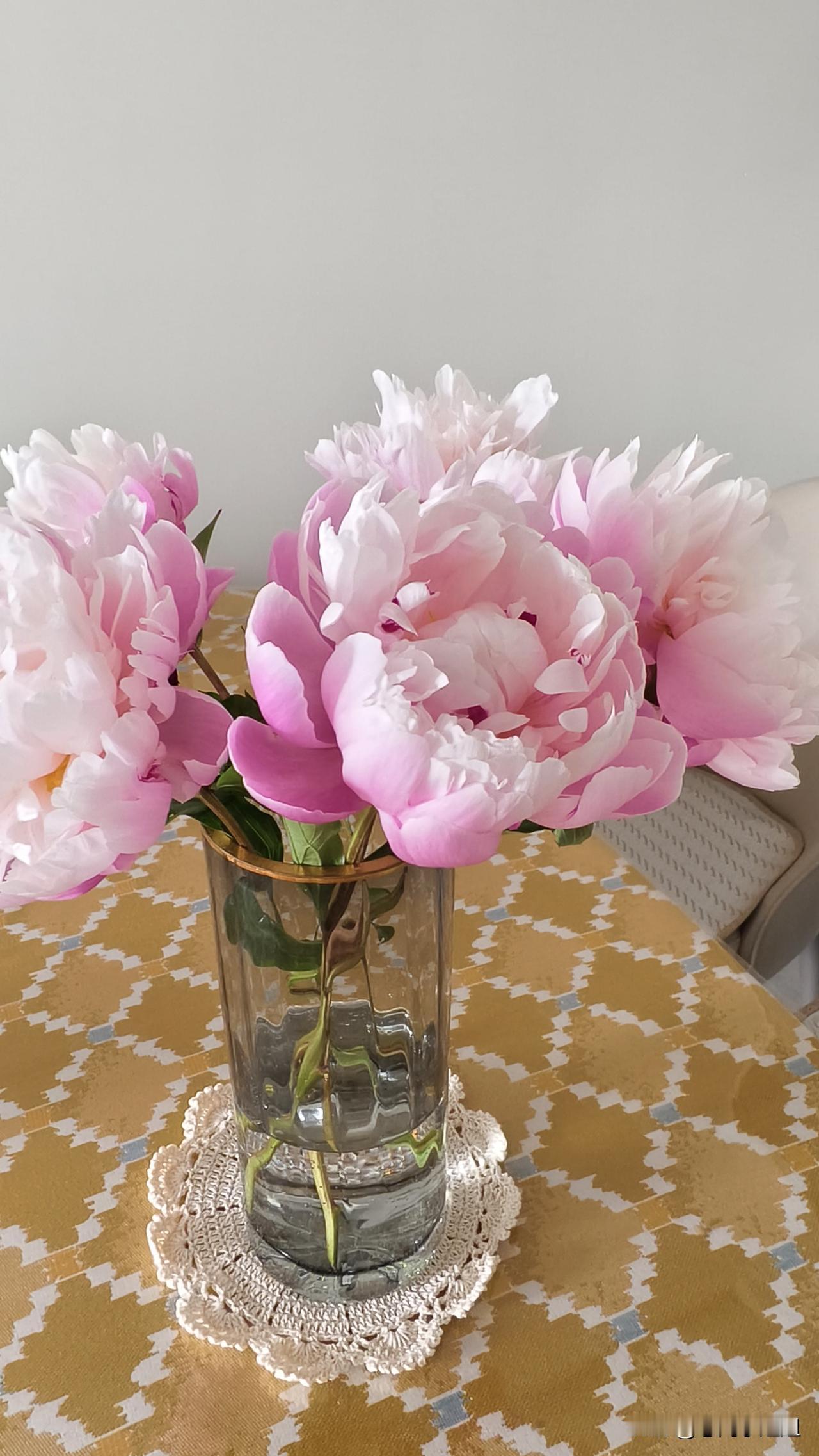 我忍不住又来显摆我的芍药花。
昨天早上插上，现在已经全开了。
“远而望之，皎若太