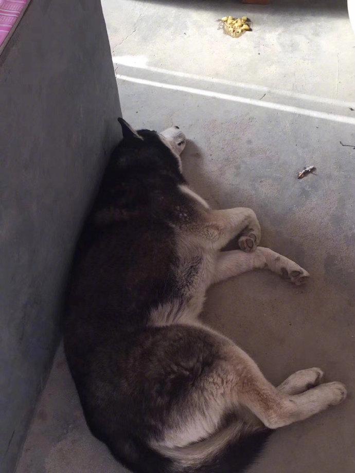 二哈吃了一只这样的毒虫，吐了，晕过去了，太狠了