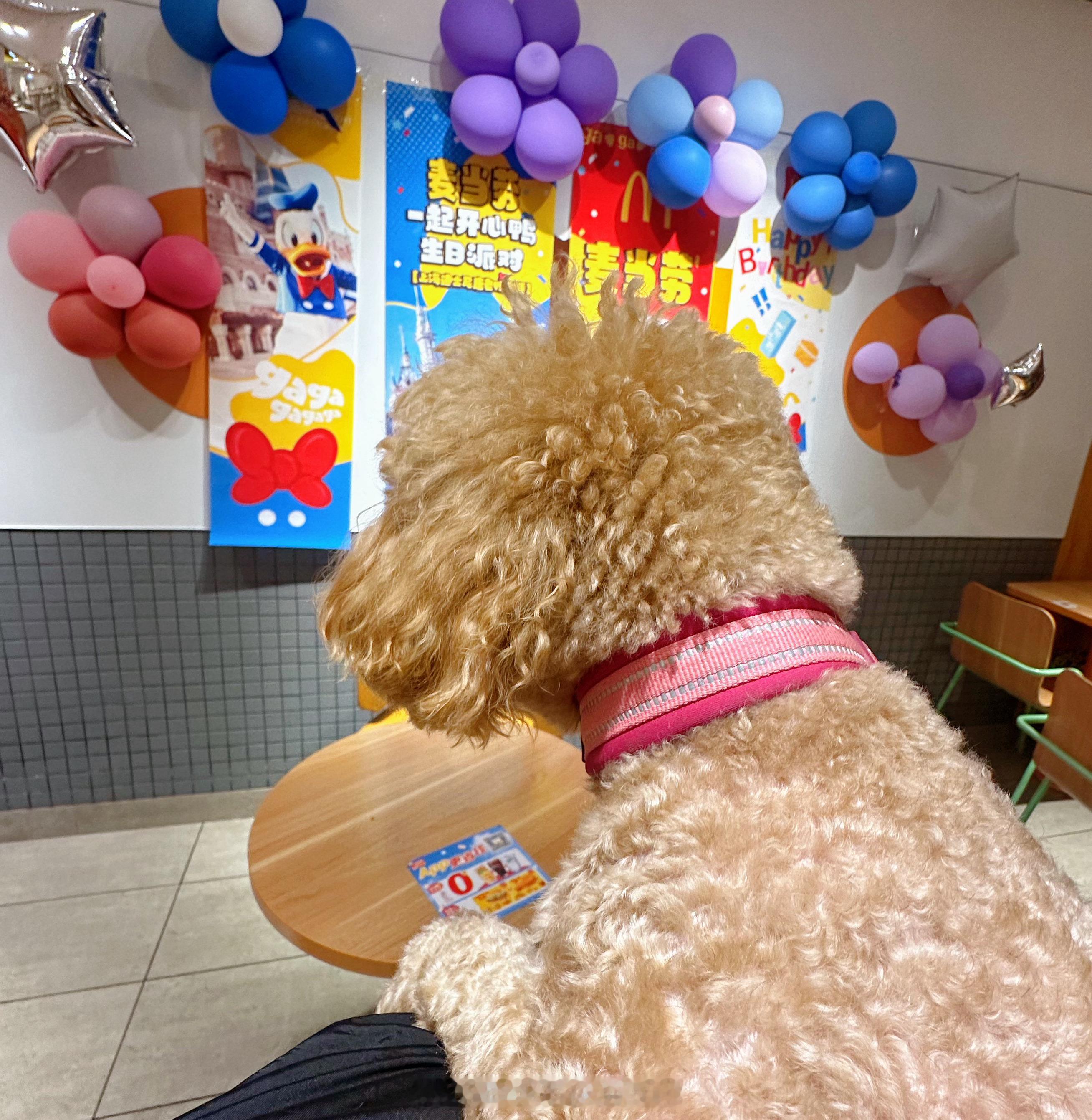 可可🐶真是个爱逛街的小狗🐕，每天遛遛每家店都想进，最爱去的就是麦当劳🍔，可