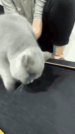 这只猫是准备彻底躺平了；
##
锻炼，估计是不可能再锻炼了
