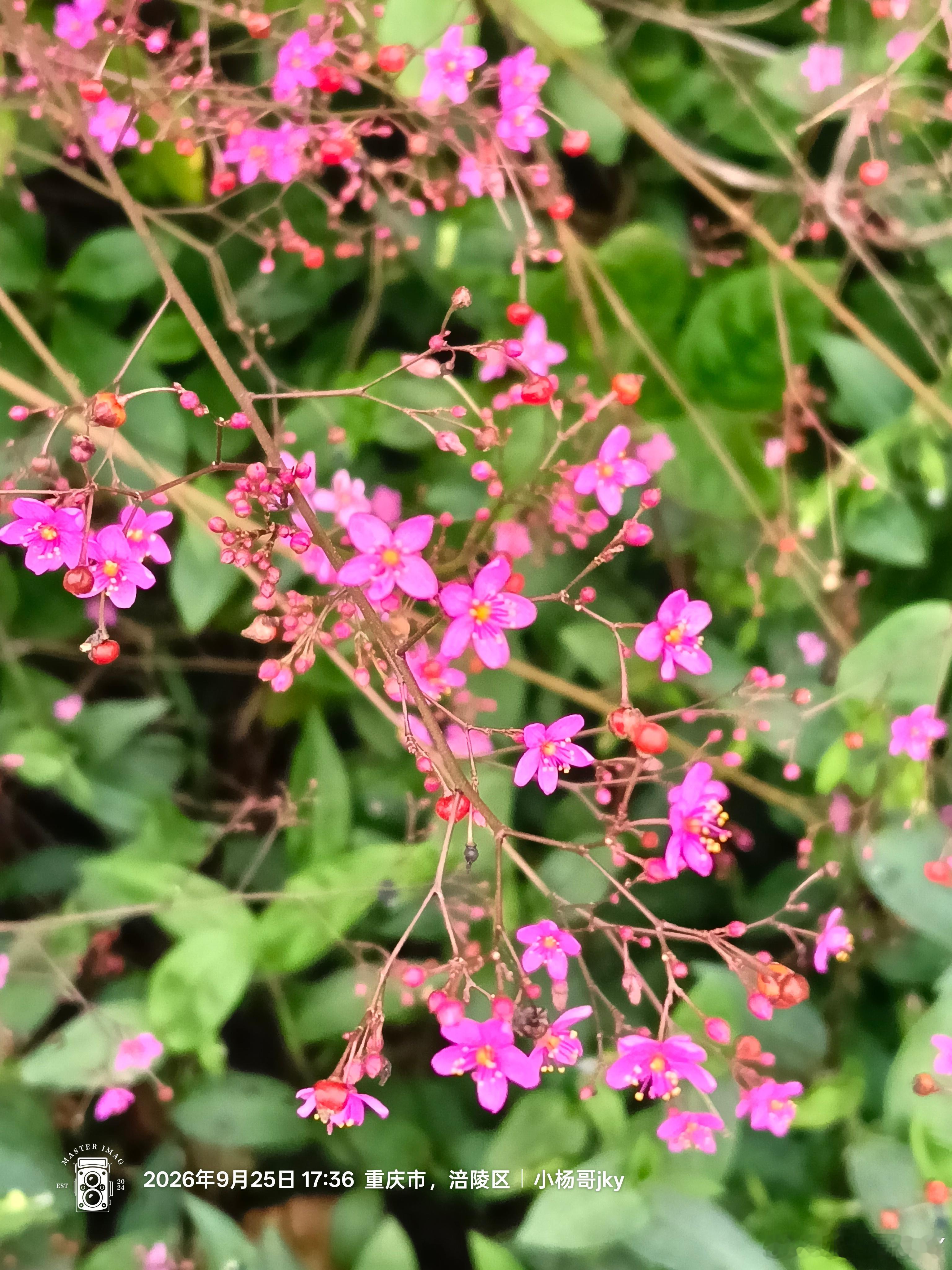 涪陵乡村漫游 花  ​​​