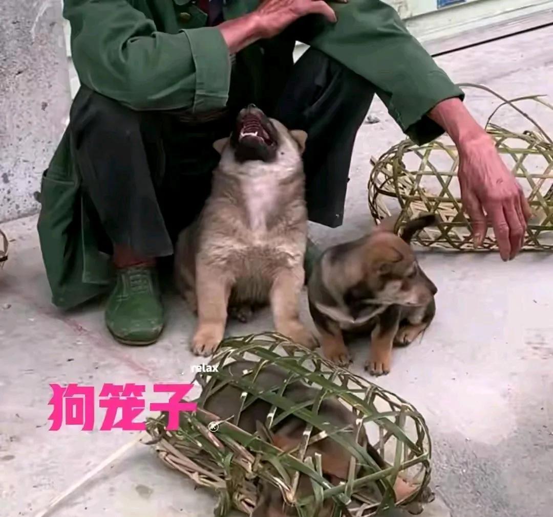 江西的一位农村大叔挑着自家的奶狗去街上卖，半天过去了，还是没有顾客来买，正当大叔
