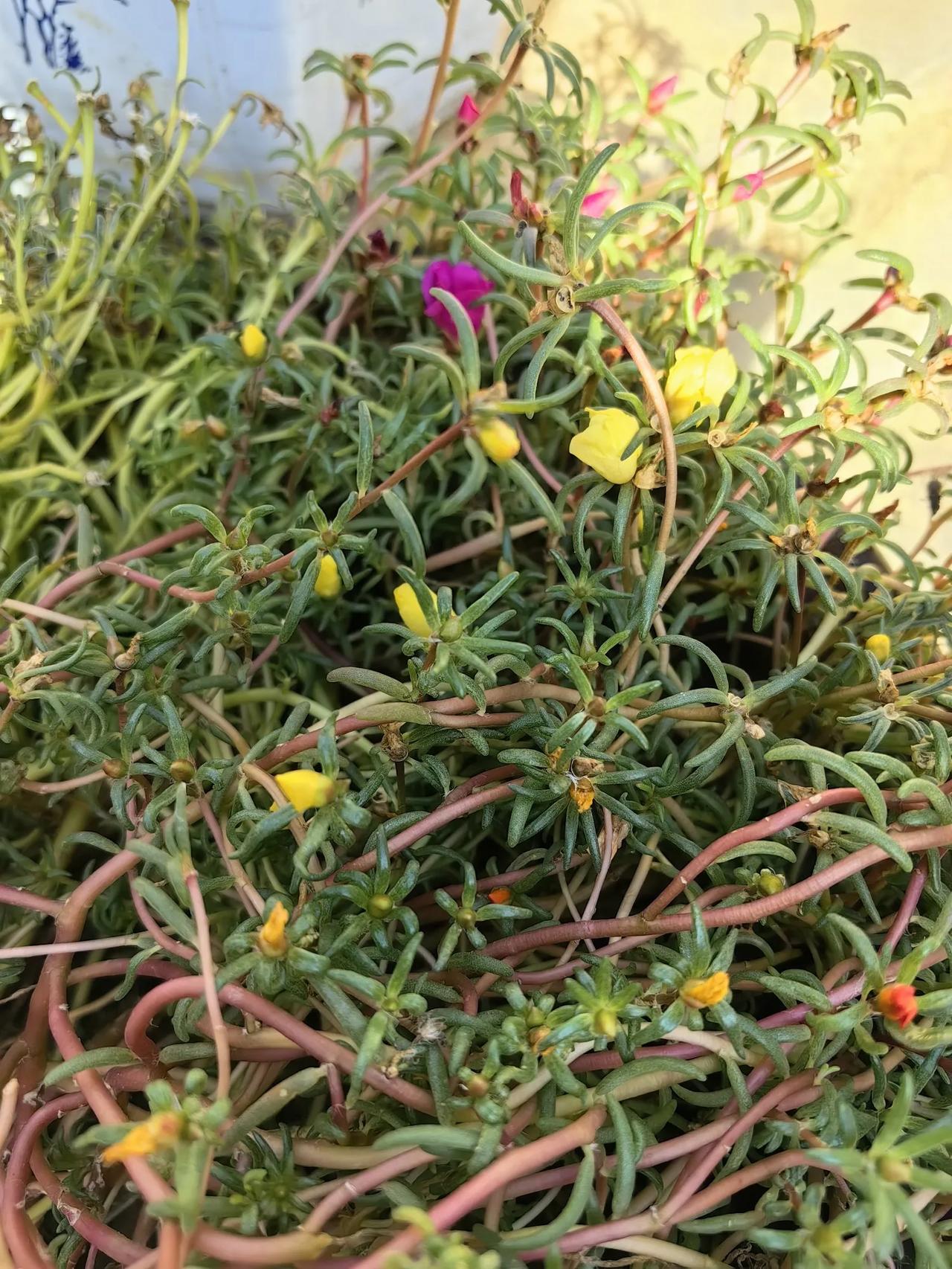 #分享你手机中的花花草草#