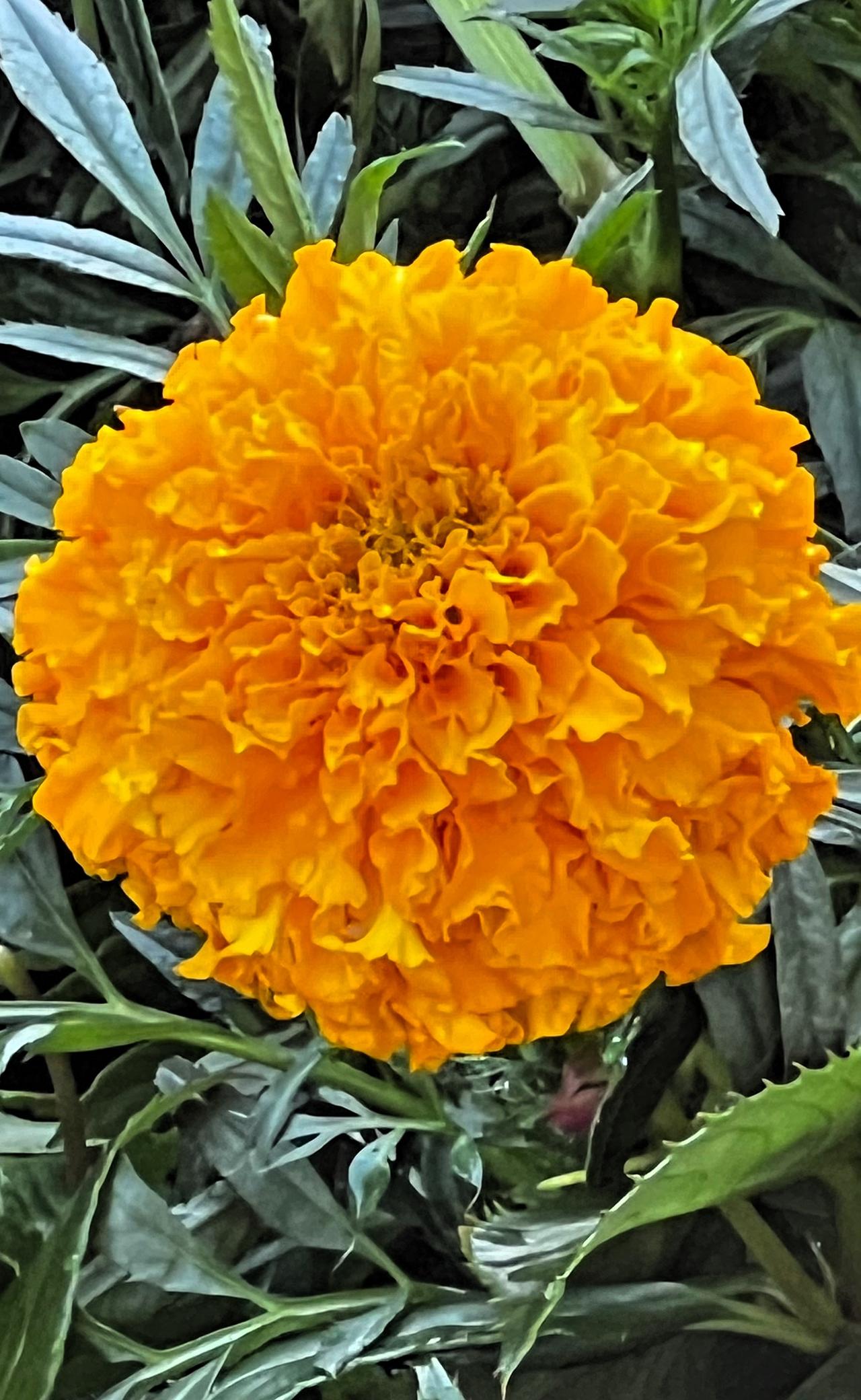 【原创】春日赏花：惊艳的黄色万寿菊，绽放出灿烂的生机！🌸🌼