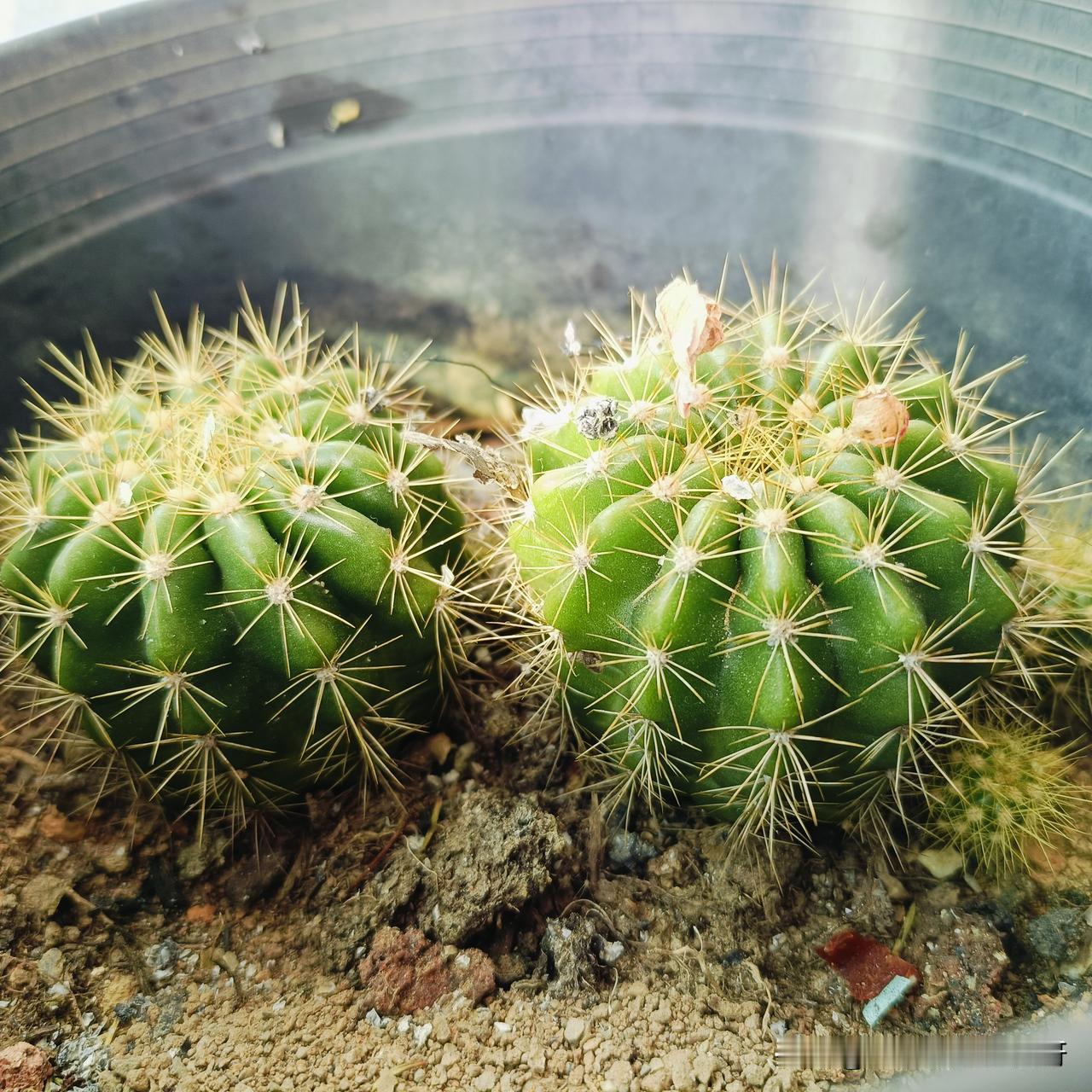 人一定要
带点锋芒
带点刺
就像这仙人掌一样
让人不敢触碰
不敢靠近
不要做软柿