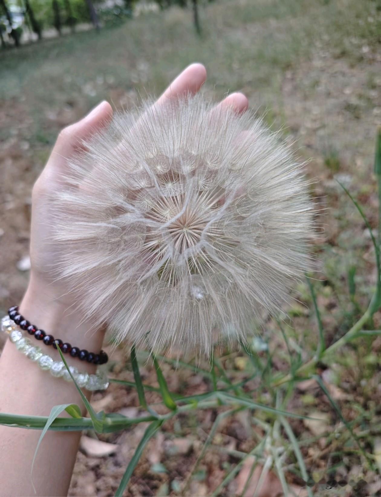 ╭──────────╮
🌱     🌿🌿🌿🌿🌿
     生活，偶
