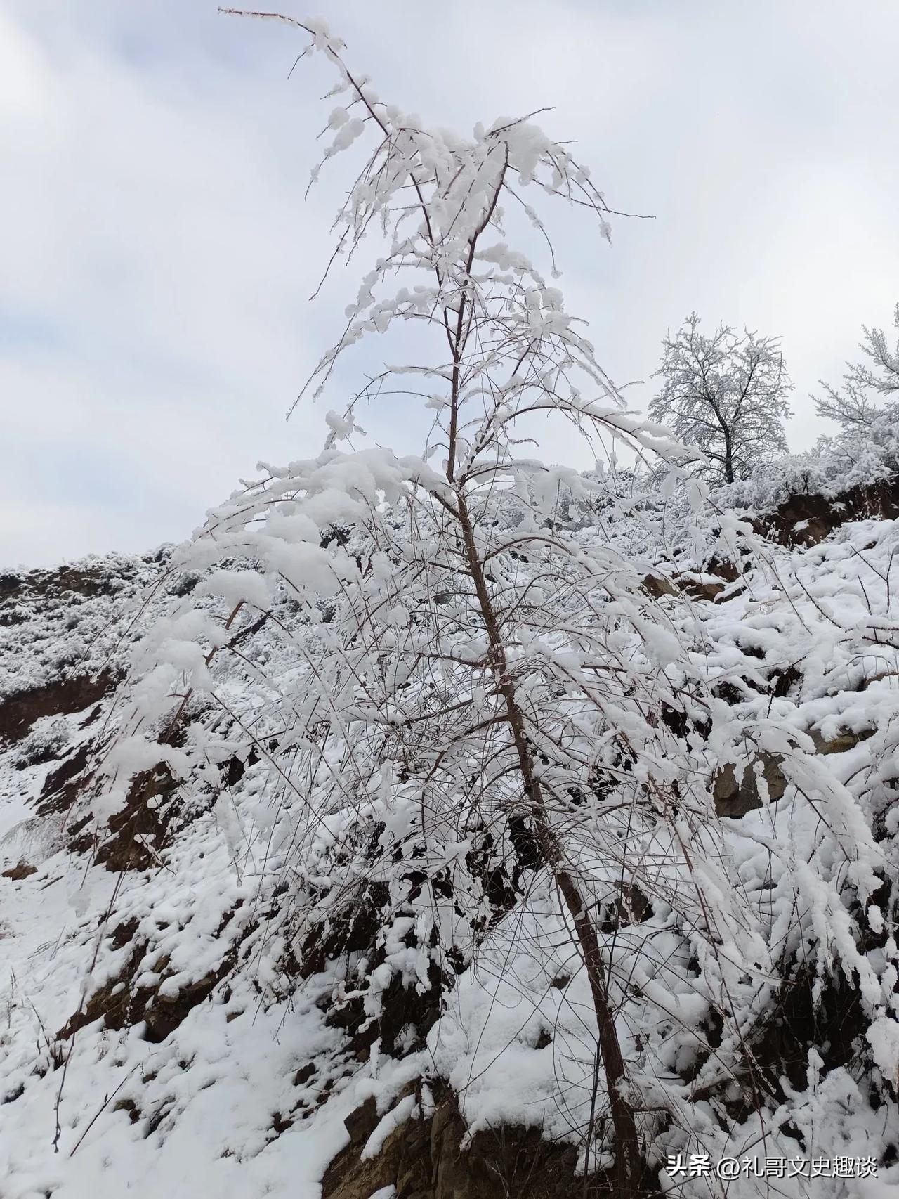 大雪后的山西真美啊。立春后还能下这么大的雪，真是少见。大学整整下了一天一夜。雪后