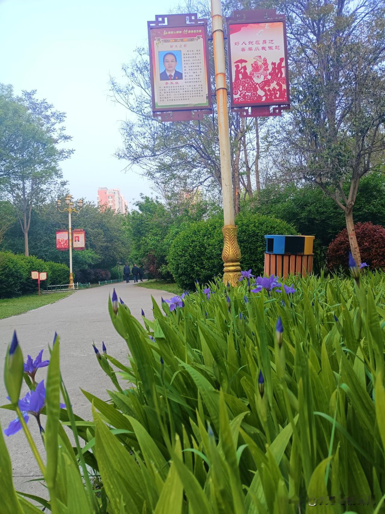 今早在公园，见两个女人正弯着腰拍照，我凑过去一看原来是鸢尾花开了。
知道这是什么