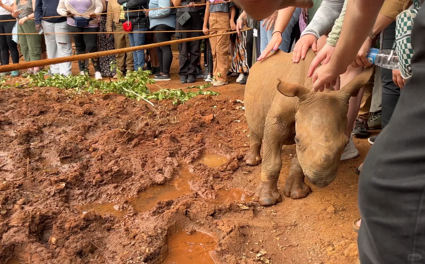 🦏犀牛日 关于犀牛的一些故事