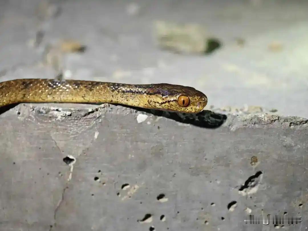 10月11日，安徽省黄山市休宁县发现全球新物种‌华东钝头蛇‌，由生态环境部南京环