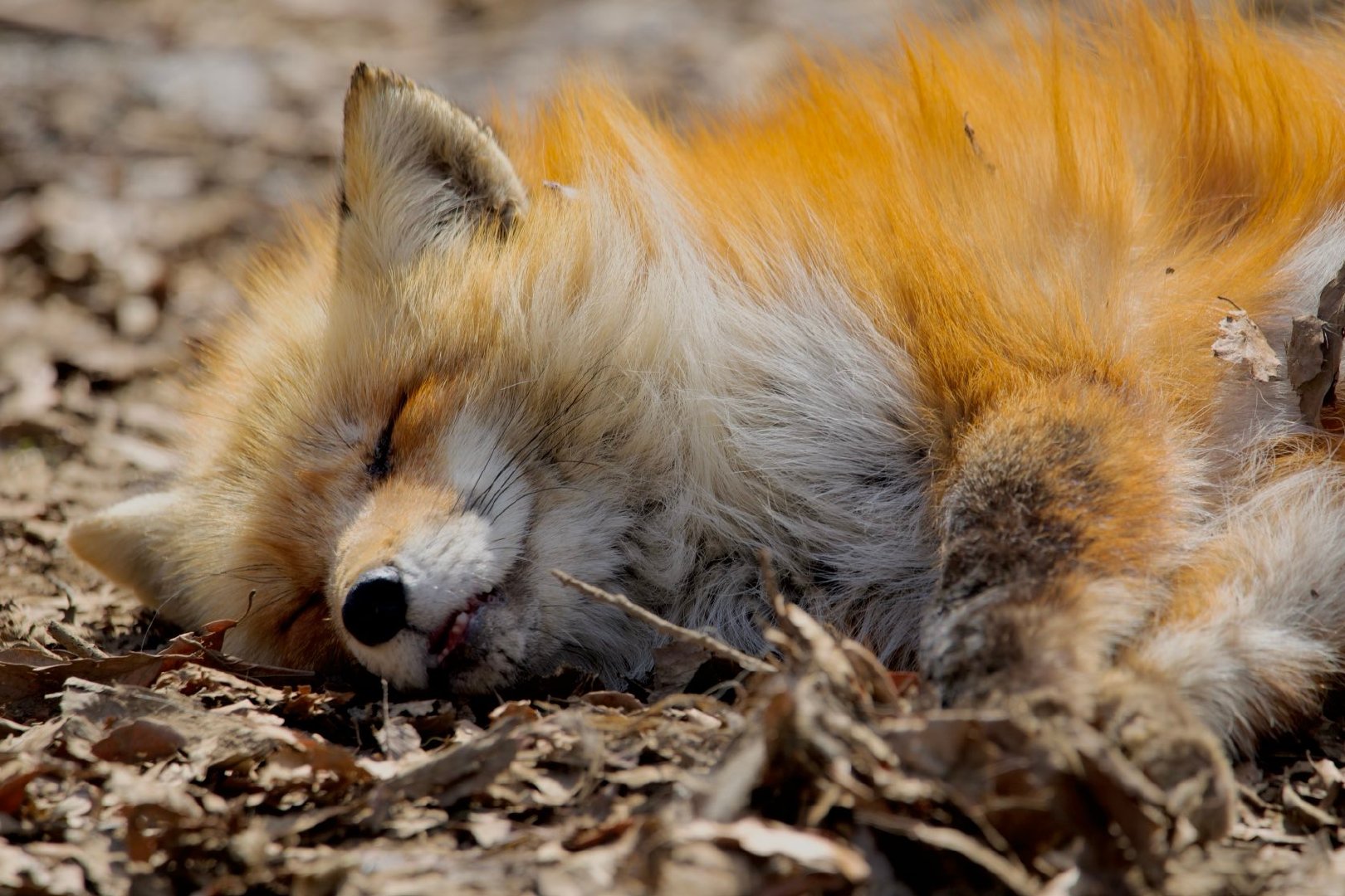 小狐狸焊盘上的一坨锡©️ttt_zegu952 