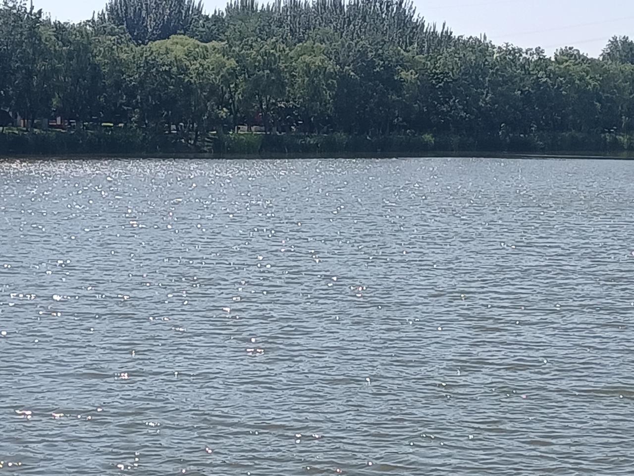 今日入伏，暑气如期，节气应景。
湖畔闲坐，静观碧波荡漾，漫揽清风，远离尘嚣。
心