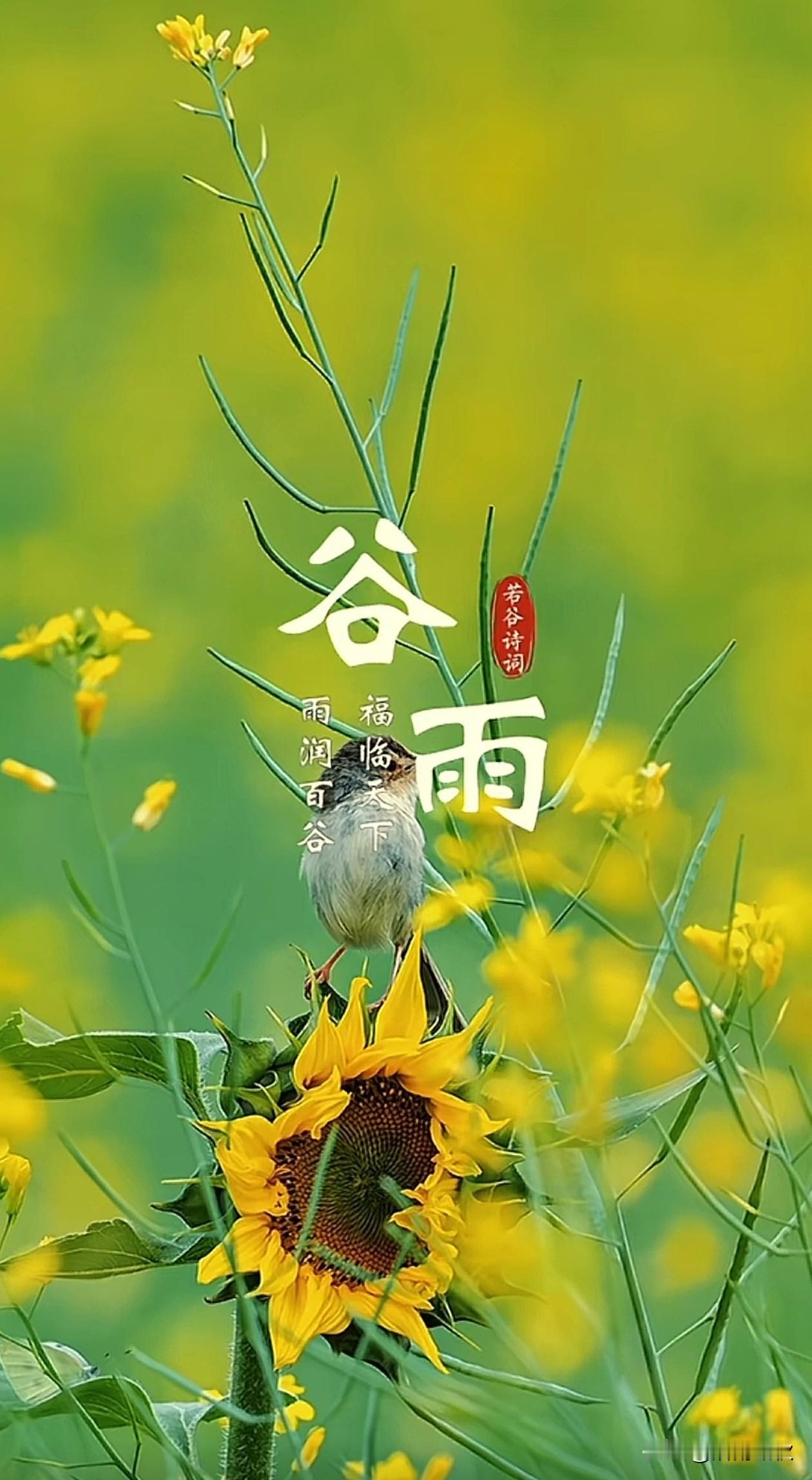 今日谷雨，谷雨春光晓，
山川黛色青，雨润百谷换新生。

愿我们在春雨滋润中播种希