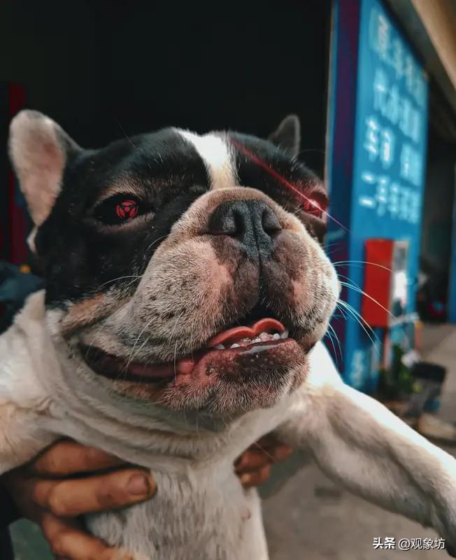 每次恶犬伤人，热搜一爆，舆论场就分成了两派：一派哭着喊着“必须立法严惩”，另一派
