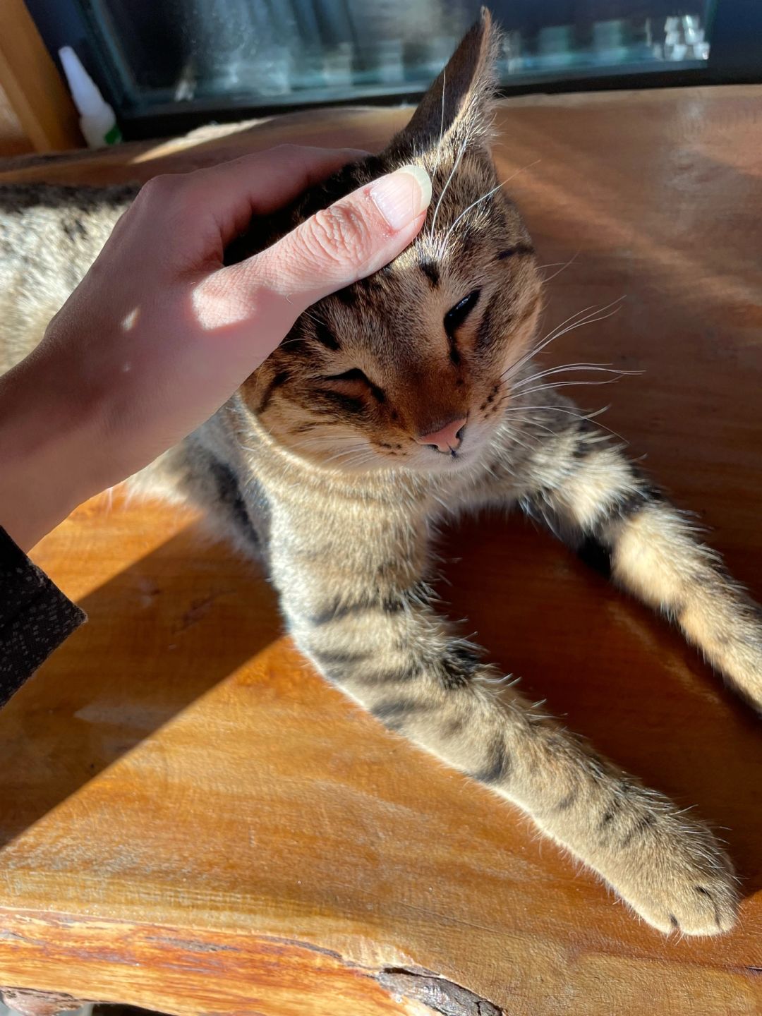 好消息 在新疆吸到猫了，坏消息 还是公的