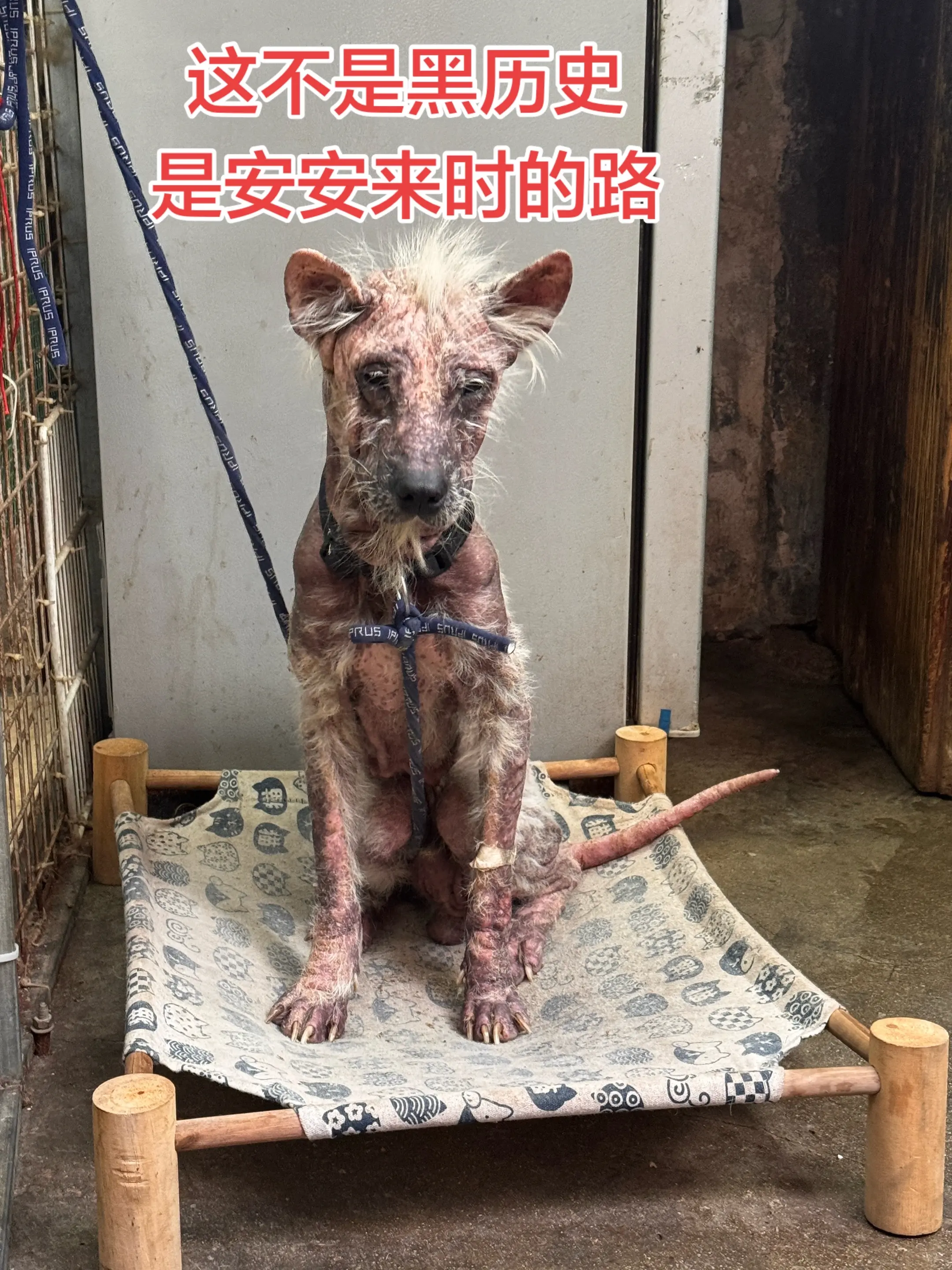 这并不是黑历史，这是安安来时的路