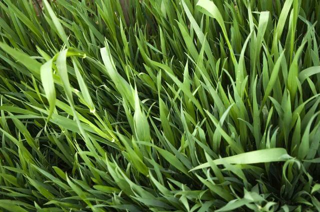 无题
世事难测看不清，
老牛嫩草情亦深。
虽说真爱不论龄，
金钱面前讲分寸。