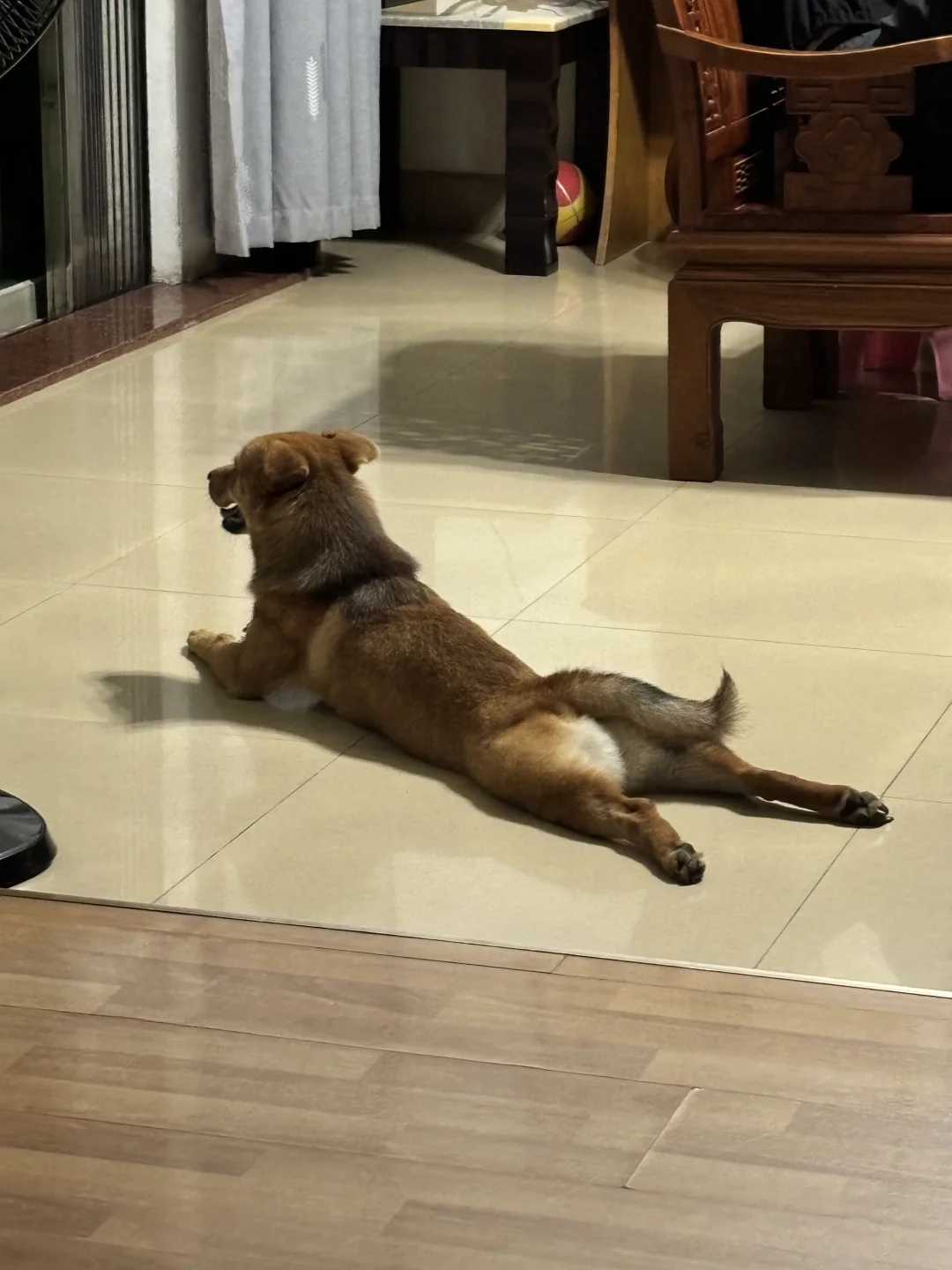 跟姥姥散步累坏了🙂‍↔️