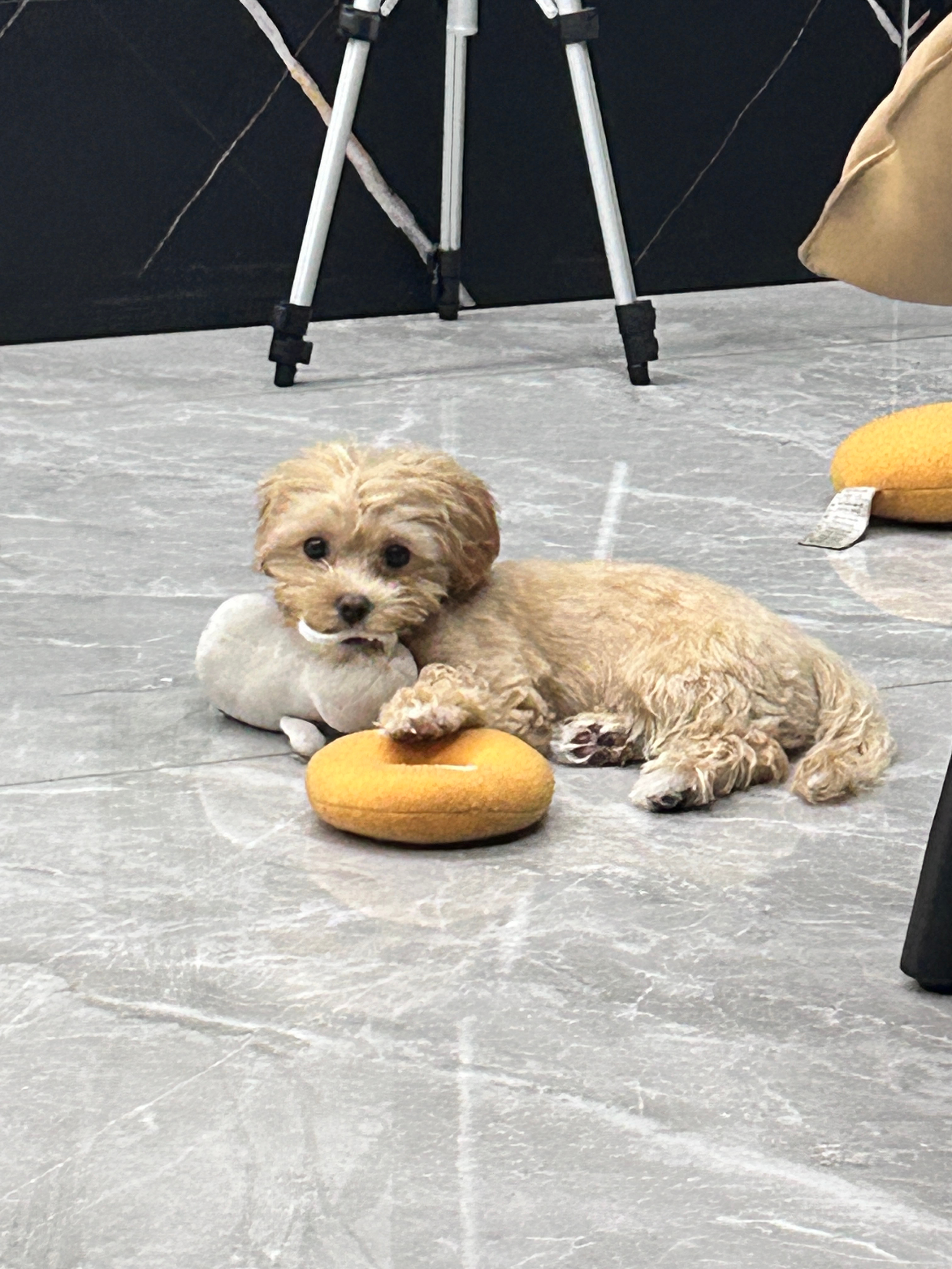 小狗狗玩到耳朵飞起[doge][doge] ​​​