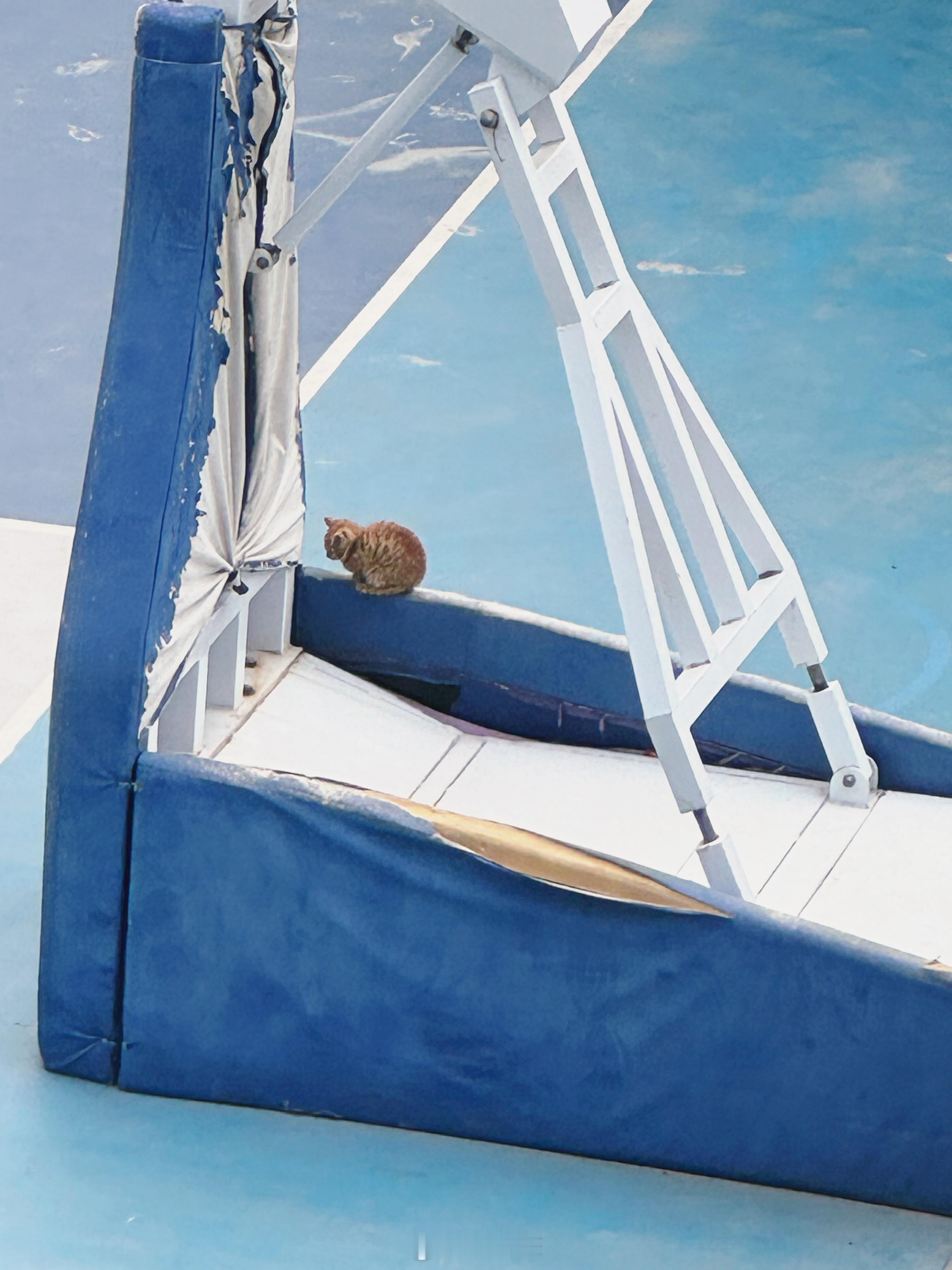 捡了一只脏脏咪小，后面准备找领养哦河野華