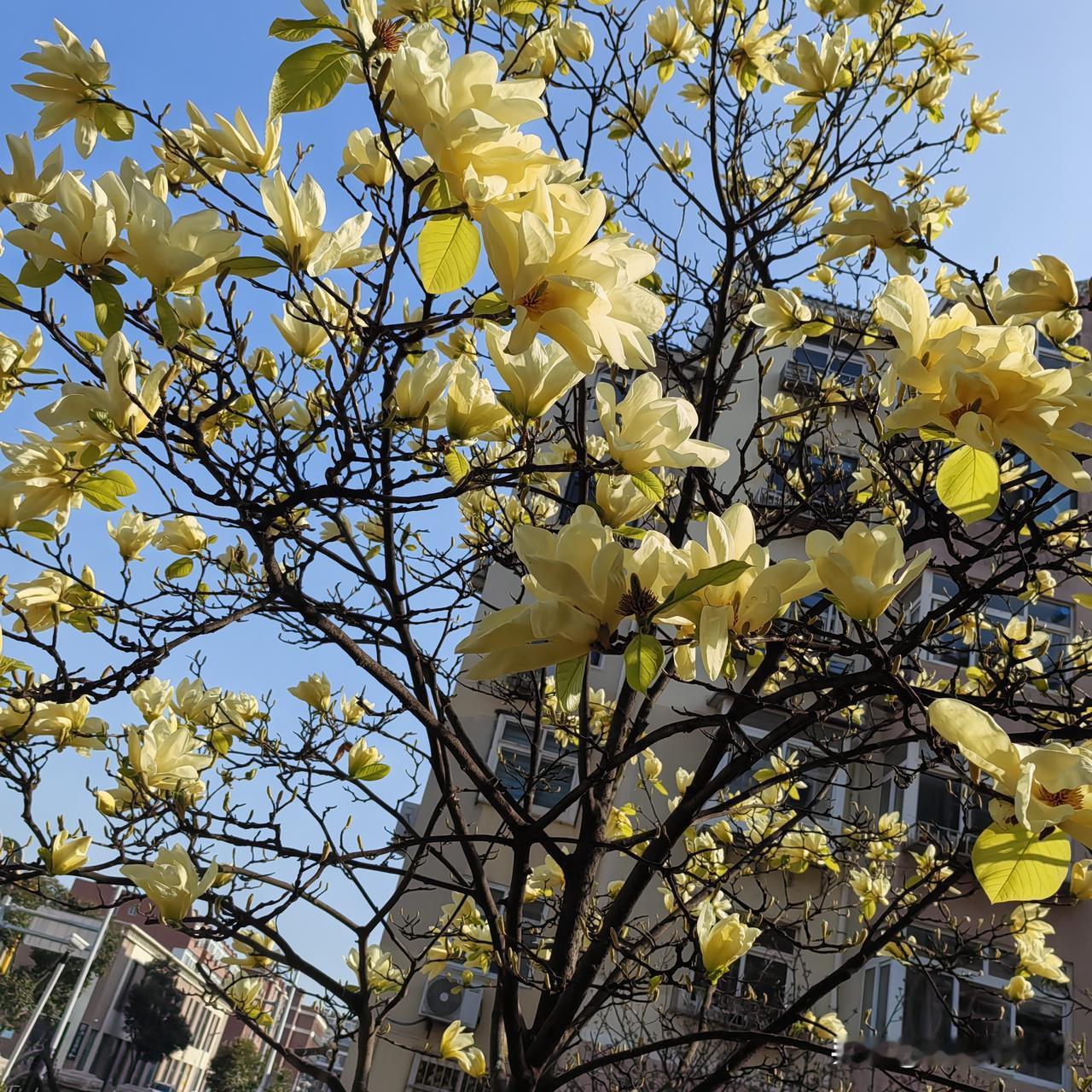 小区独树玉兰开，
不与群芳一处栽。
素影亭亭迎晓日，
清香淡淡报春来。
东风未暖