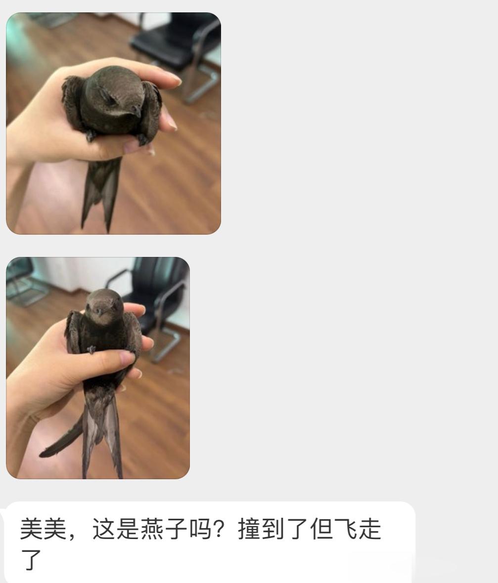 #鸟粉投稿# 是一只【北京雨燕】🐦大头娃娃真的好可爱啊！ ​​​