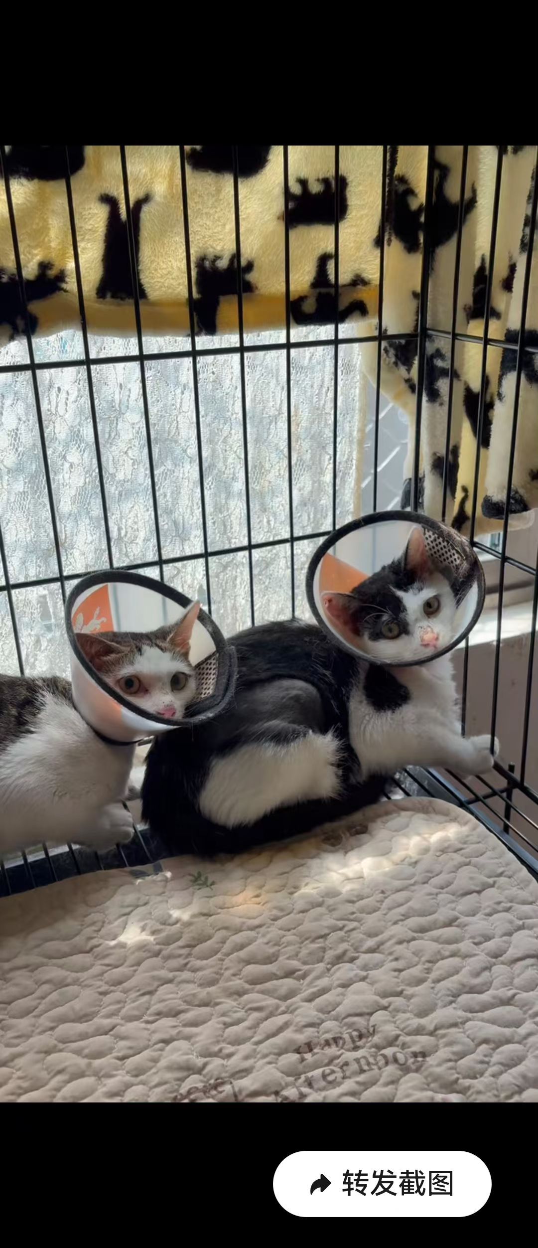 奶牛和静香好好看啊。。[可爱]猫咪 ​​​