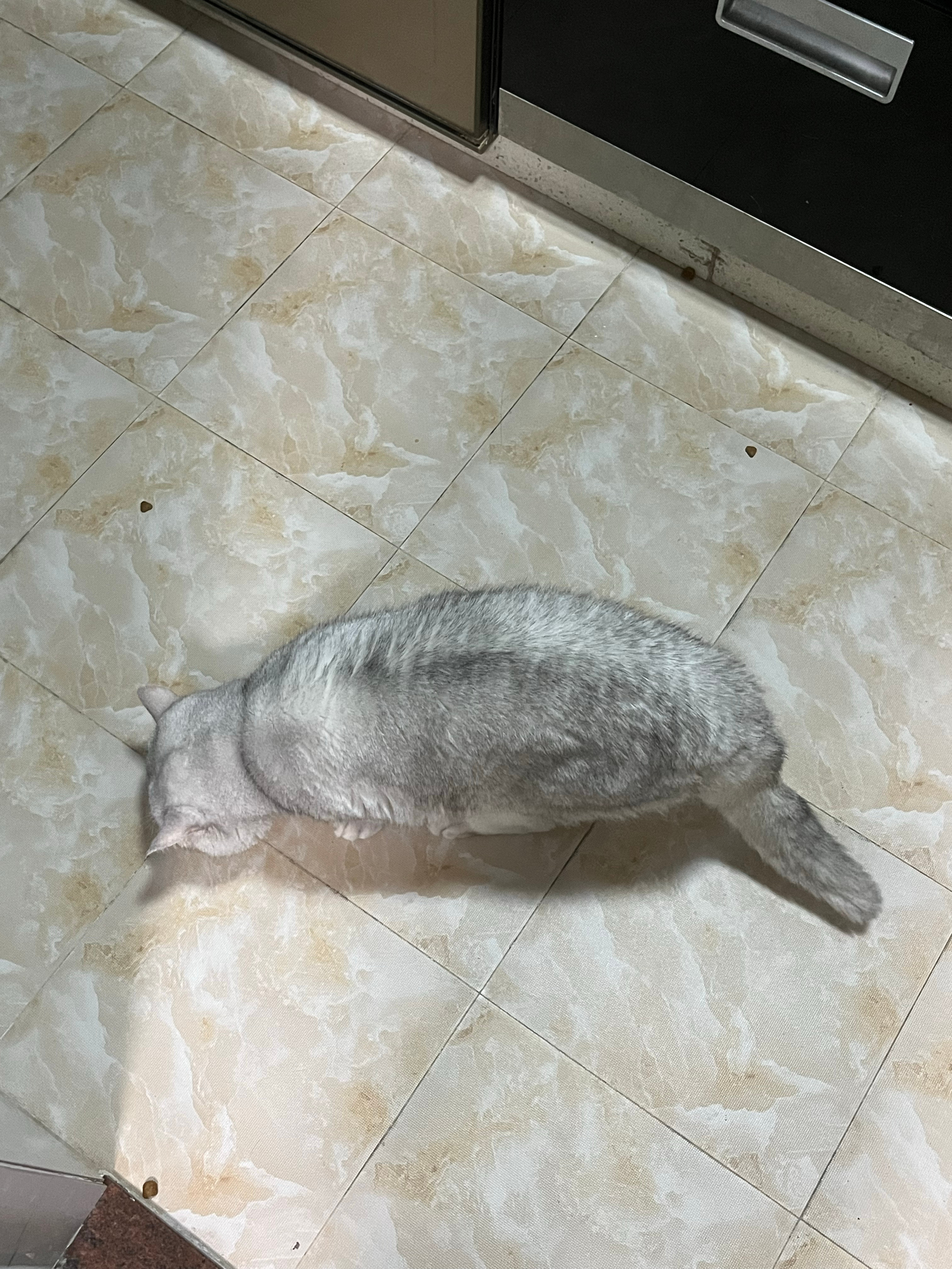倒猫粮的时候不小心洒了好多颗在地上神仙小猫又在一颗一颗地捡它其实不饿 但它很爱惜