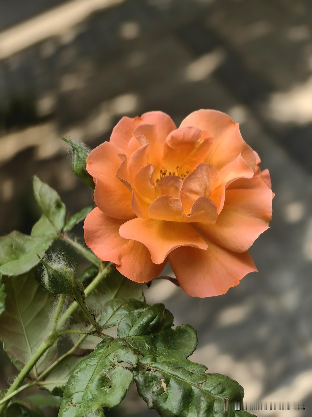 这种花，漂亮吗？路边拍到的，好像也是月季花。