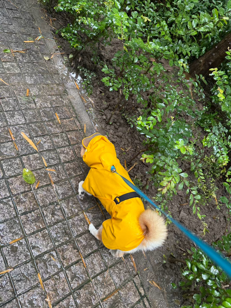 这🌧️下的心累…随手拍萌宠的日常