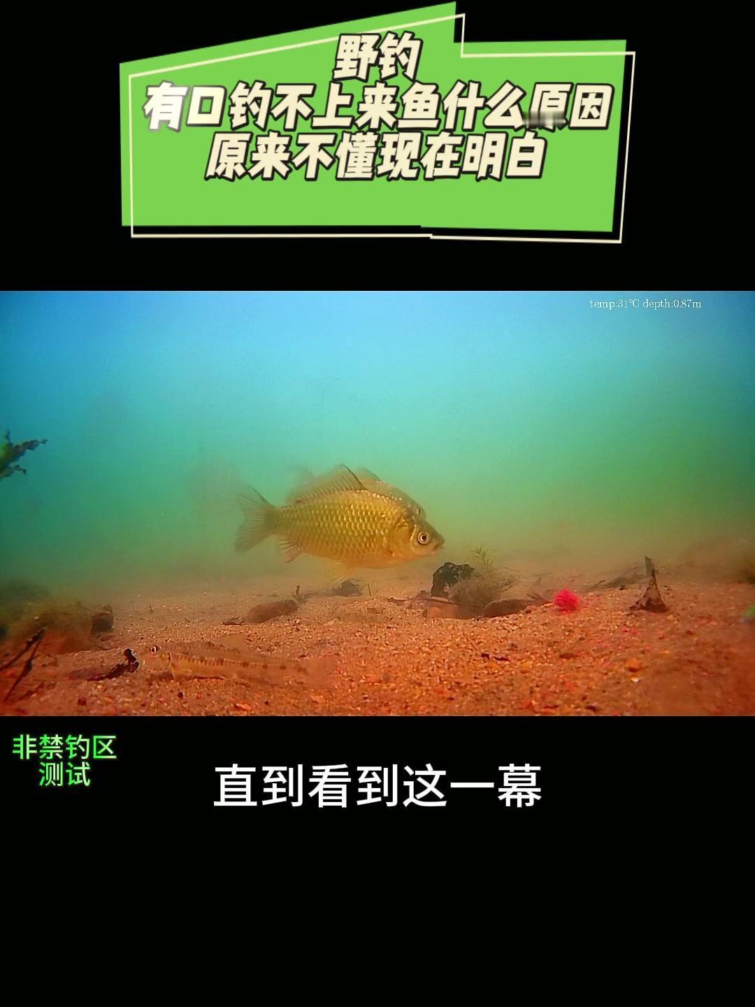 🎣野钓滑口鱼和闹小鱼时是搓饵好还是拉饵好

🤔有口钓不到鱼的原因：
1️⃣饵