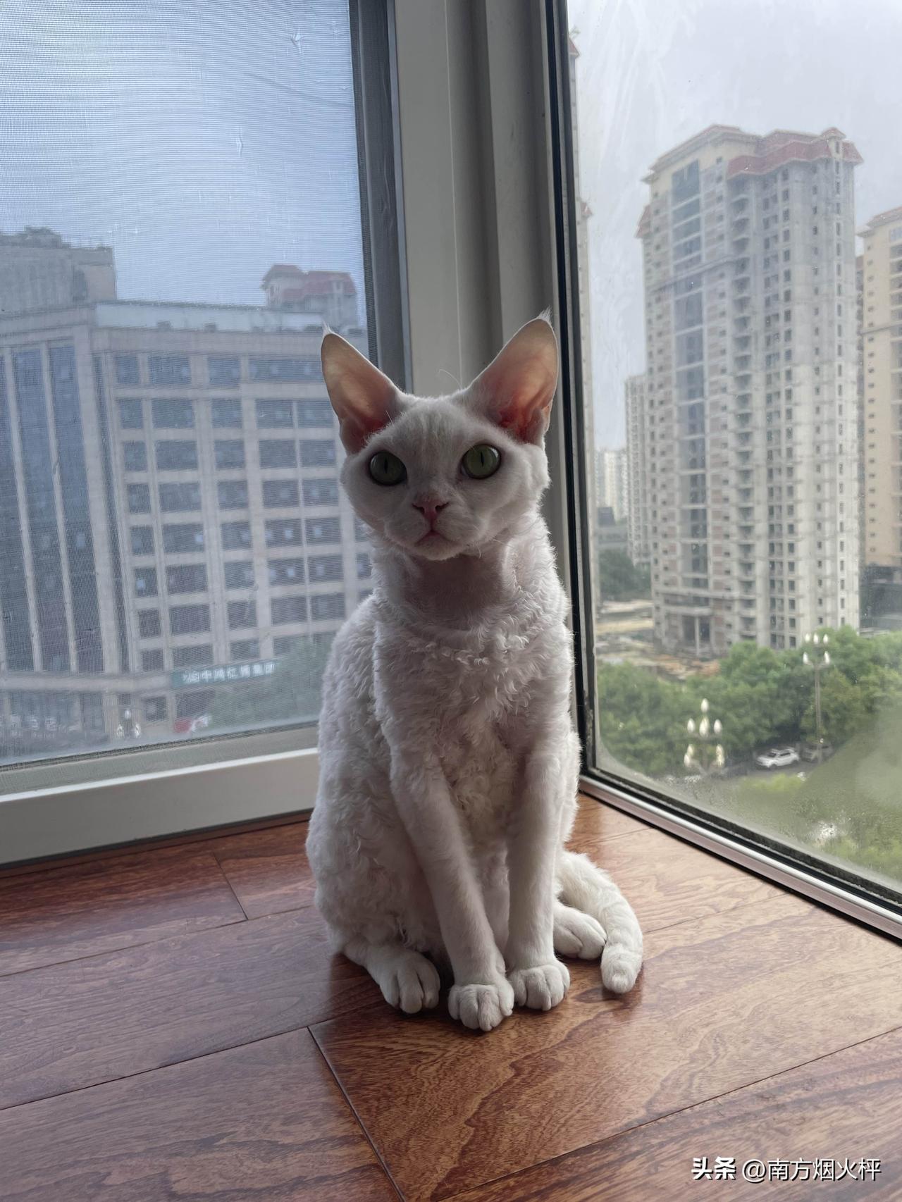 今天的小猫咪不慵懒，有点像标准照。
