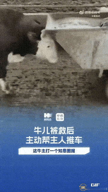 万物皆有灵！在安徽的一个偏远角落，有一对夫妻用心经营着他们的养殖场，养了六七百头