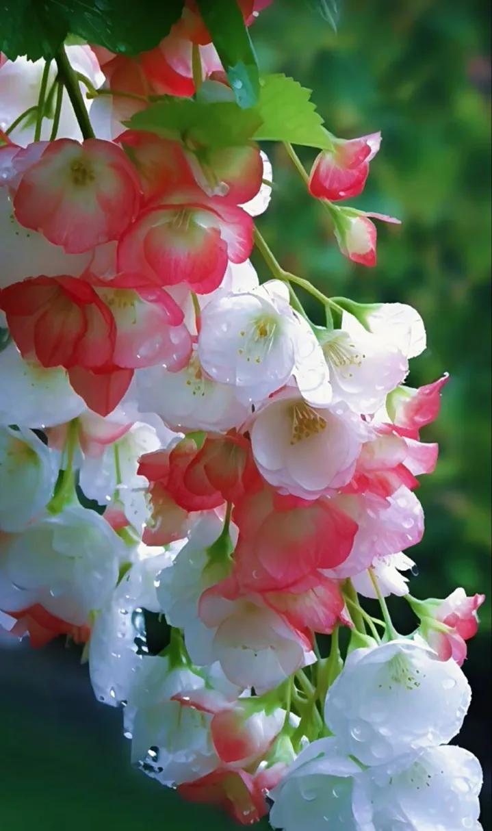 残海棠有怀
 
雨打娇容落瓣纷，残香犹绕旧枝痕。
虽知花事终难久，却念繁英那段魂