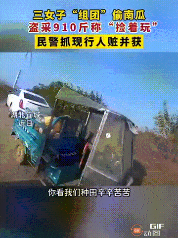 湖北襄阳宜城有三个女的一起去农田偷南瓜，骑三轮车装了九百多斤。一个偷了五百四十斤